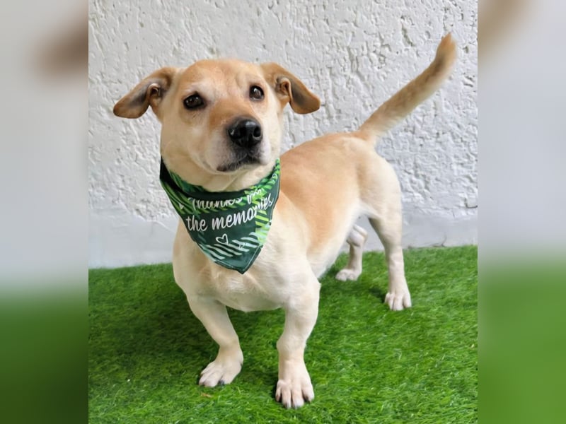 Cedric -Liebevoller Rüde möchte endlich ankommen!