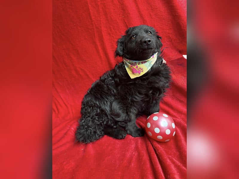 Cosmo (Cooper)- Kleiner Kuschelbär sucht sein Zuhause