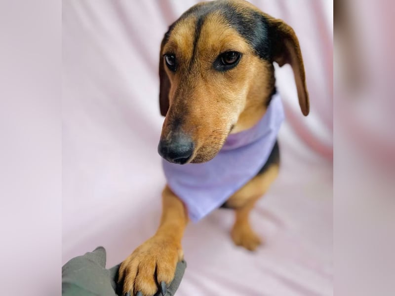 Oszvald - Liebevolle Seele sucht sein Happy End!