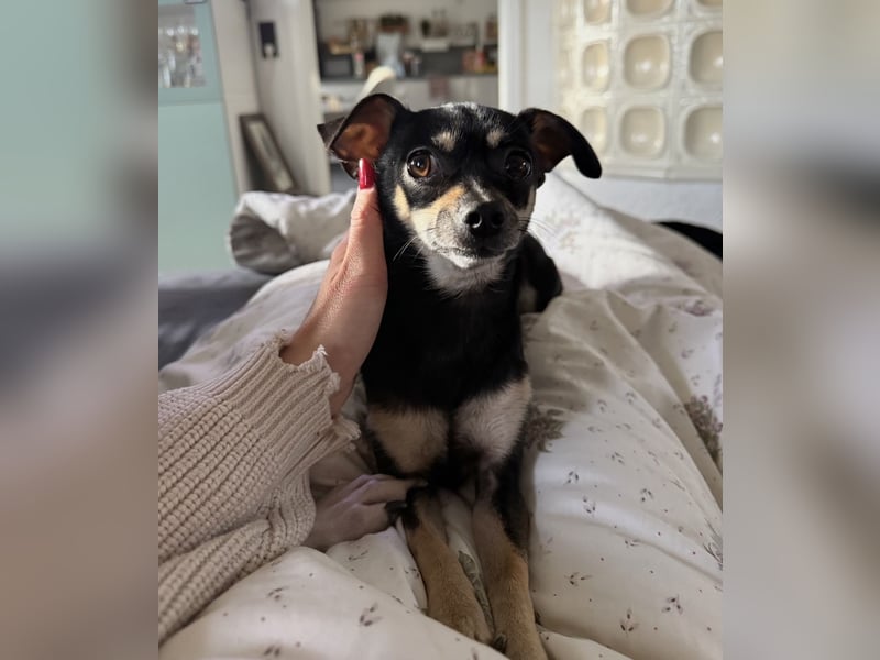 Tammy - Fröhliche kleine Hündin sucht Zuhause