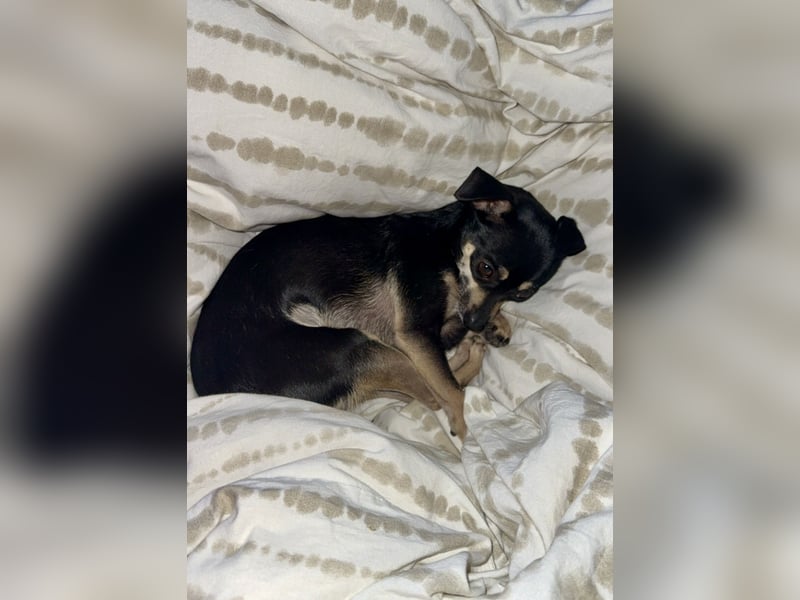 Tammy - Fröhliche kleine Hündin sucht Zuhause