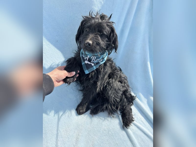 Bozont - Sanfter Schatz sucht geduldiges Zuhause *bald in 71711 Murrr*