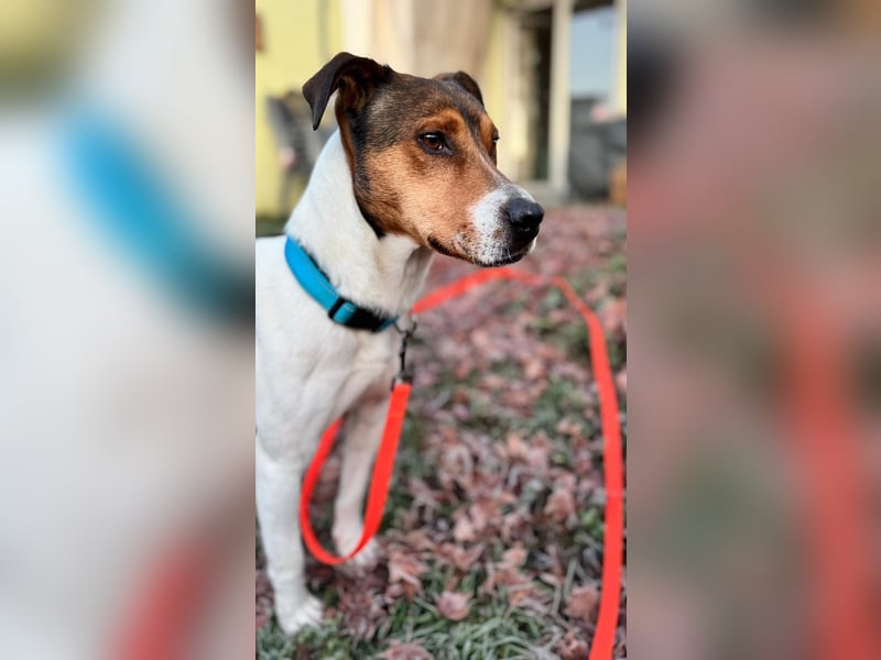 Beens- lieber kleiner Rüde sucht sein Zuhause