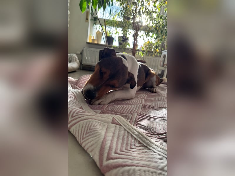 Beens- lieber kleiner Rüde sucht sein Zuhause