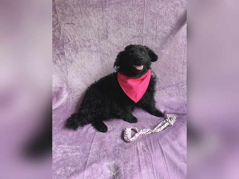 Cosmo (Cooper)- Kleiner Kuschelbär sucht sein Zuhause