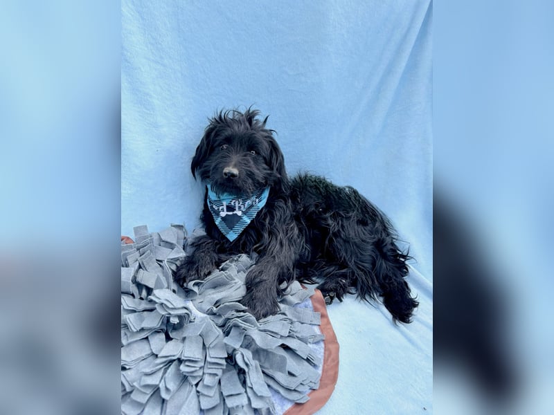 Bozont - Sanfter Schatz sucht geduldiges Zuhause *bald in 71711 Murrr*