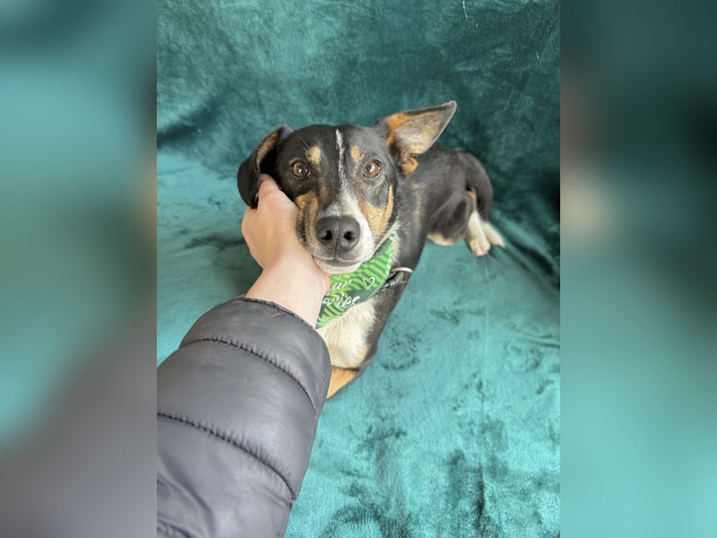 Pepito - Kleiner Charmeur sucht seine Menschen!