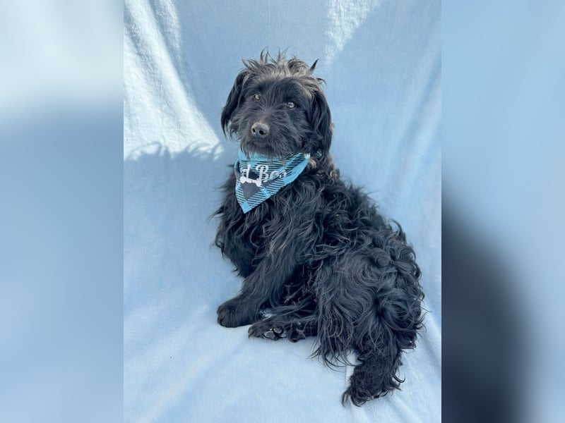 Bozont - Sanfter Schatz sucht geduldiges Zuhause *bald in 71711 Murrr*