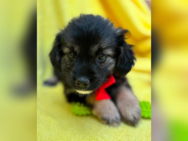 Evoli - Liebevolle Evoli sucht Menschen zum Kuscheln und Ankommen