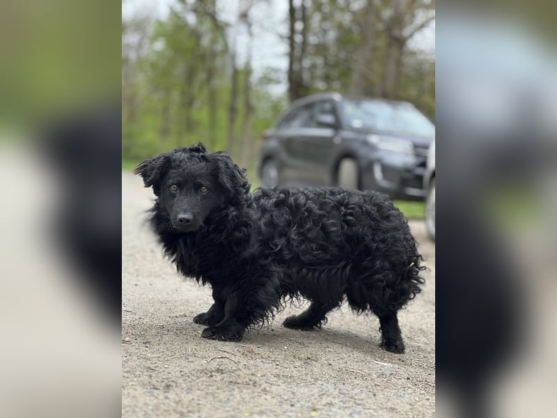 Cosmo (Cooper)- Kleiner Kuschelbär sucht sein Zuhause