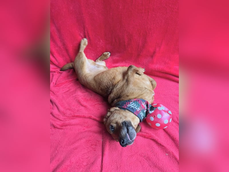 Hood - Kleiner Kämpfer sucht sein großes Glück!