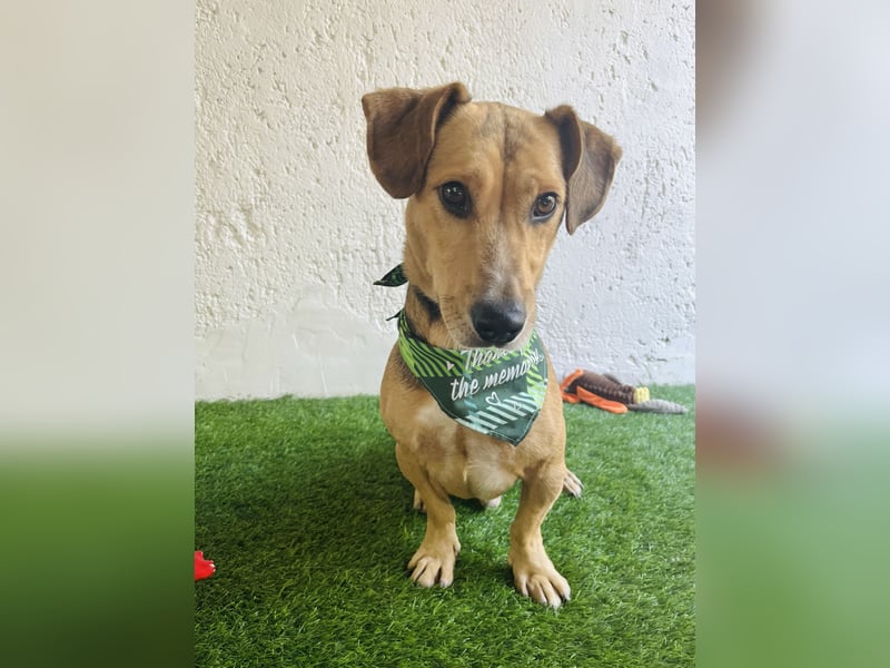 Sebestyen -Freundlicher Begleiter sucht seine Menschen!