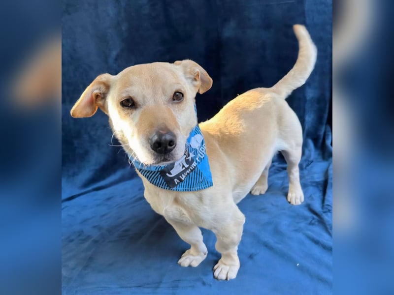 Cedric -Liebevoller Rüde möchte endlich ankommen!