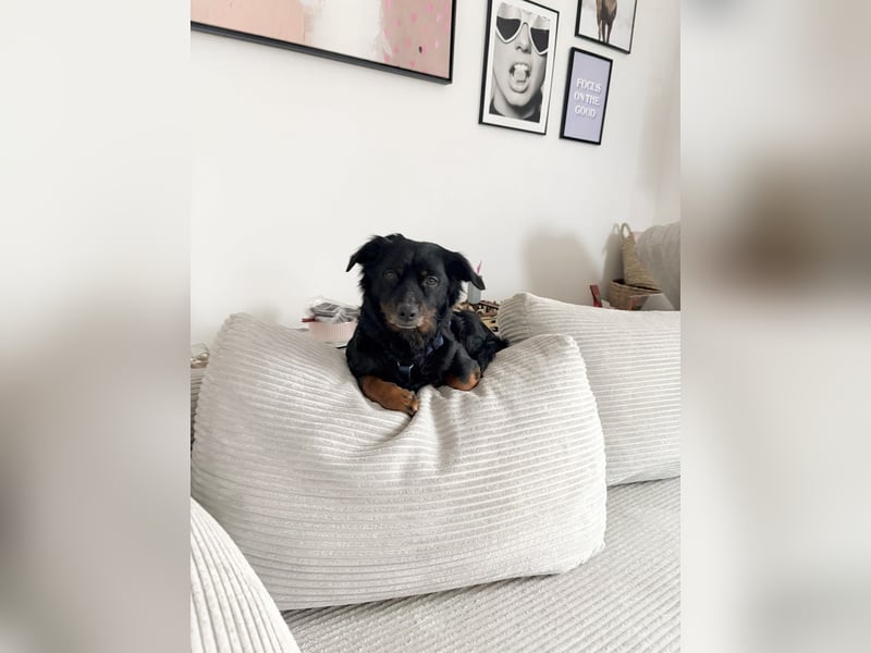 Kormi- fröhlicher kleiner Rüde