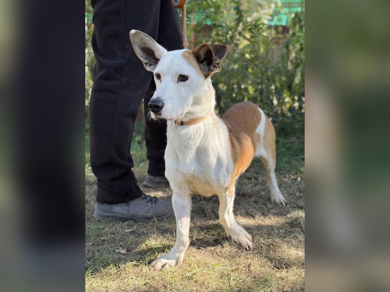 Arminka -Sensibler Begleiter mit großem Herz