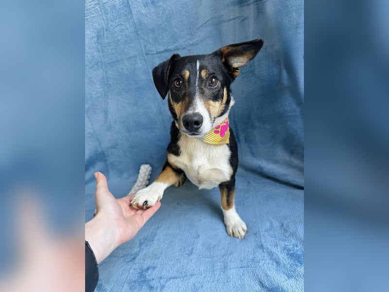 Pepito - Kleiner Charmeur sucht seine Menschen!