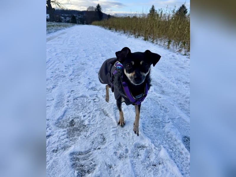Tammy - Fröhliche kleine Hündin sucht Zuhause