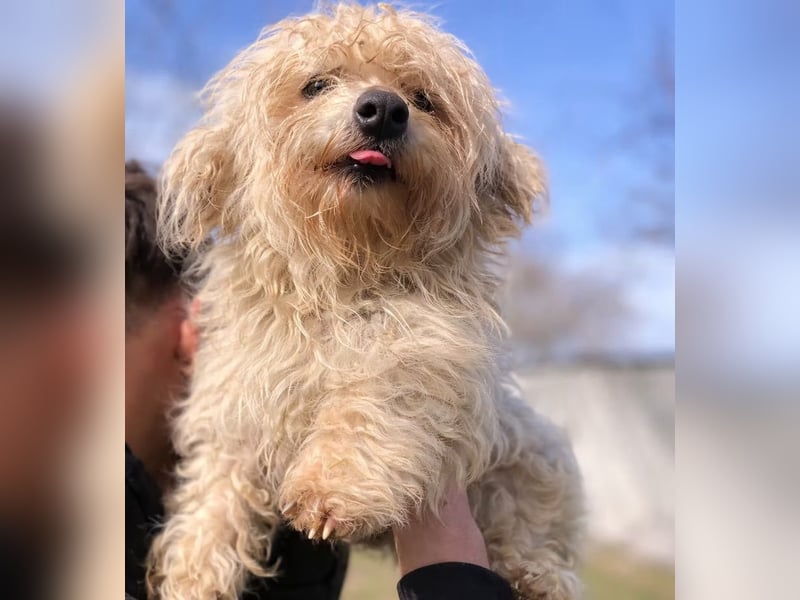 Pamacs - Kleiner Kämpfer sucht Liebe und Geborgenheit