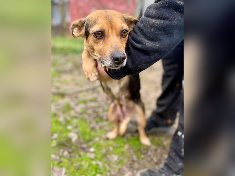 Adel - Sanfte Mischlingshündin sucht ihr Für-Immer-Zuhause