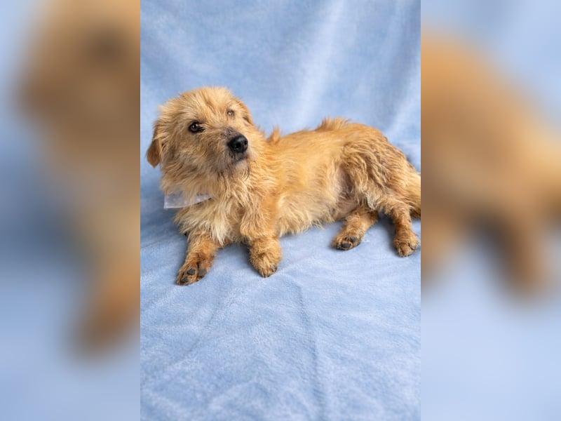 Lino - Sanfter kleiner Begleiter sucht Neuanfang