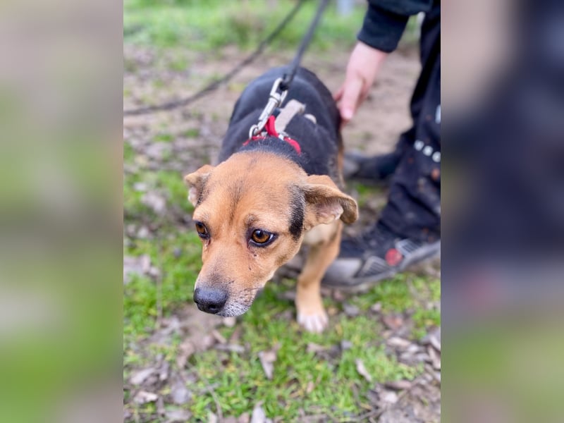 Adel - Sanfte Mischlingshündin sucht ihr Für-Immer-Zuhause