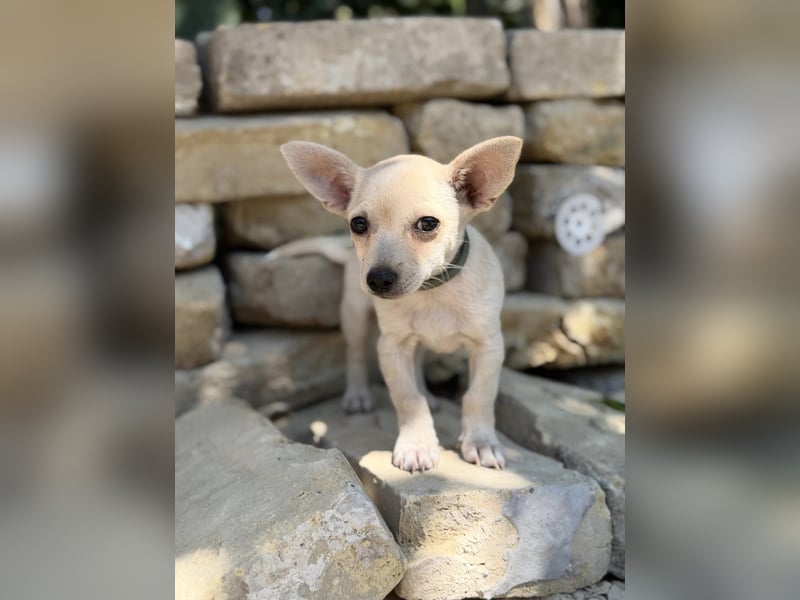Peanut (Pepsi) Kleiner Peanut sucht großes Familienglück