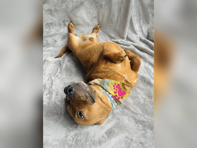 Hood - Kleiner Kämpfer sucht sein großes Glück!