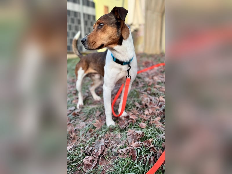 Beens- lieber kleiner Rüde sucht sein Zuhause