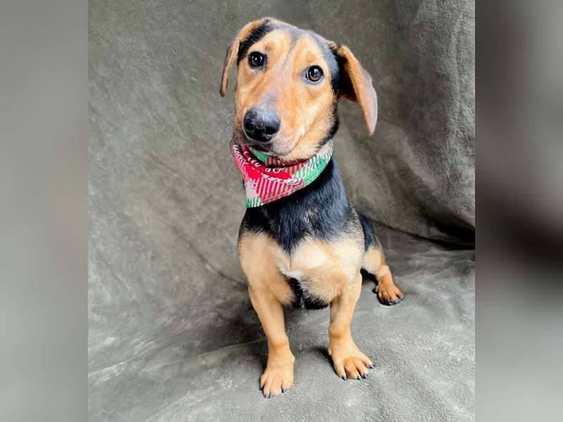 Oszvald - Liebevolle Seele sucht sein Happy End!