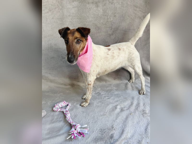 Roxi - Charmante Hundedame sucht ein liebevolles Zuhause!
