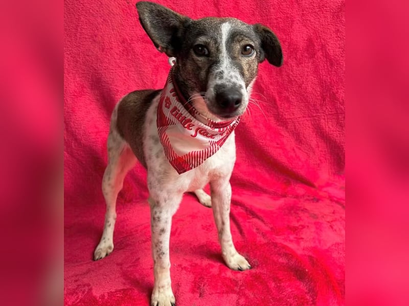 Vasilisa - Zauberhaftes Herzensmädchen sucht ein liebevolles Zuhause