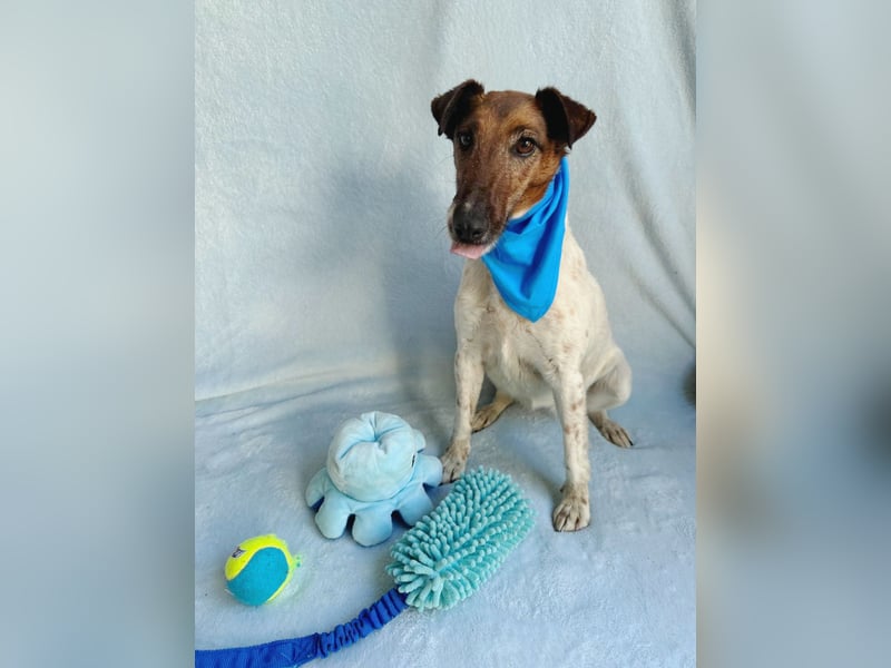 Roxi - Charmante Hundedame sucht ein liebevolles Zuhause!