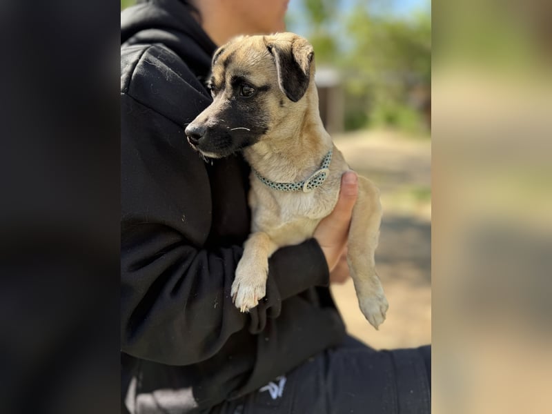 Pippa Kleine Schmusemaus sucht ihr Glück