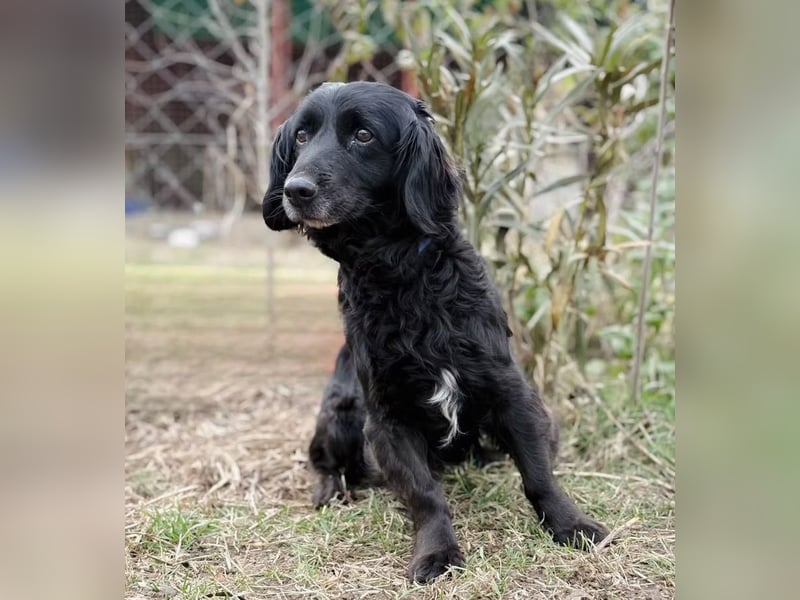 Pötyi - Liebevolle Hündin sucht behütetes Zuhause zum Ankommen und Wohlfühlen