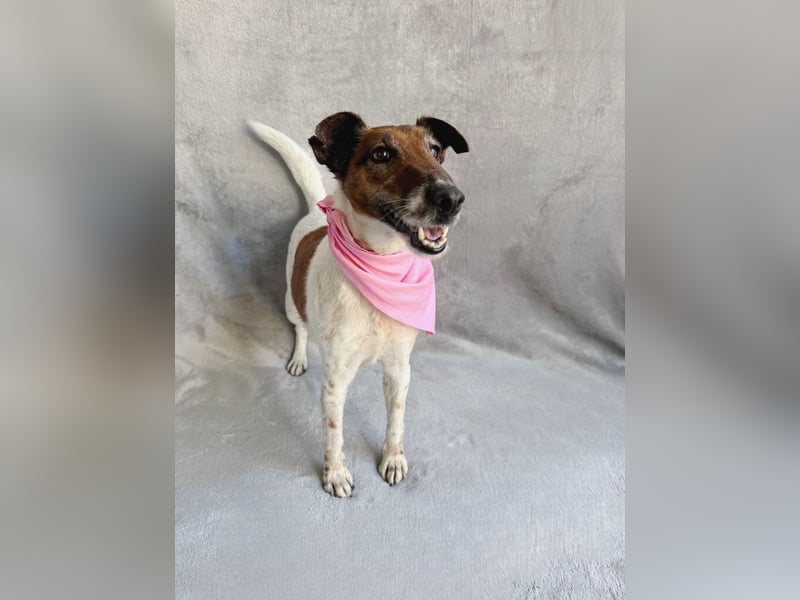 Roxi - Charmante Hundedame sucht ein liebevolles Zuhause!