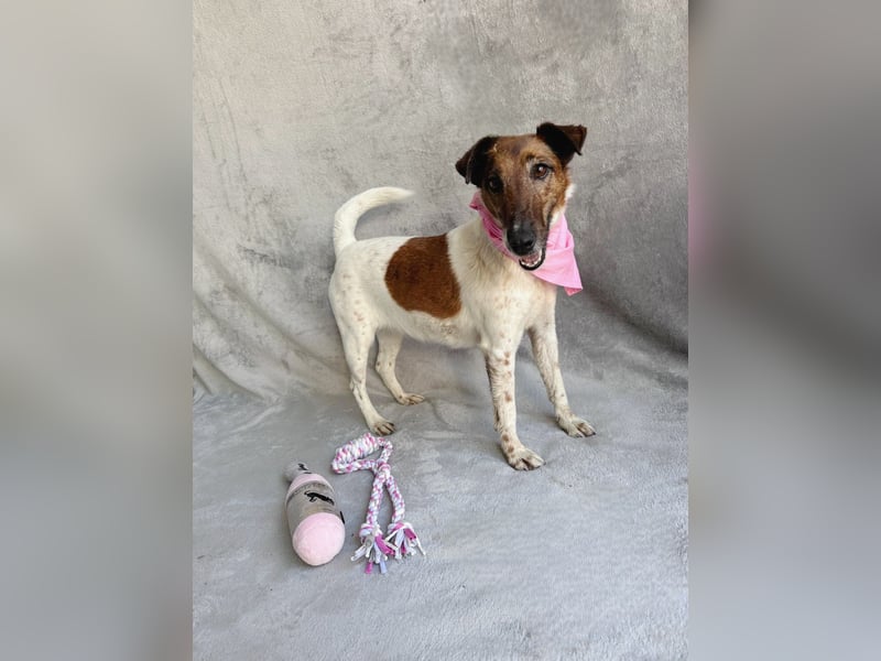 Roxi - Charmante Hundedame sucht ein liebevolles Zuhause!