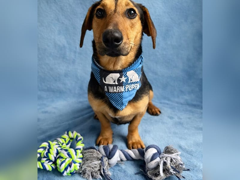 Oszvald - Liebevolle Seele sucht sein Happy End!