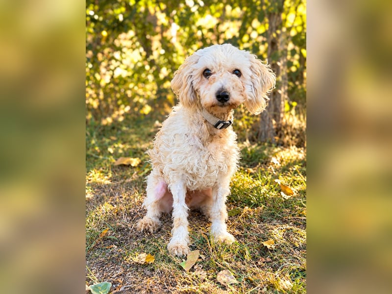 Hope - Kämpferherz Hope sucht sein Happy-End!