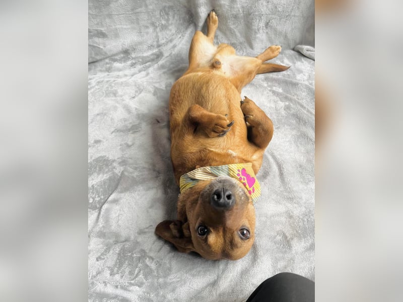 Hood - Kleiner Kämpfer sucht sein großes Glück!