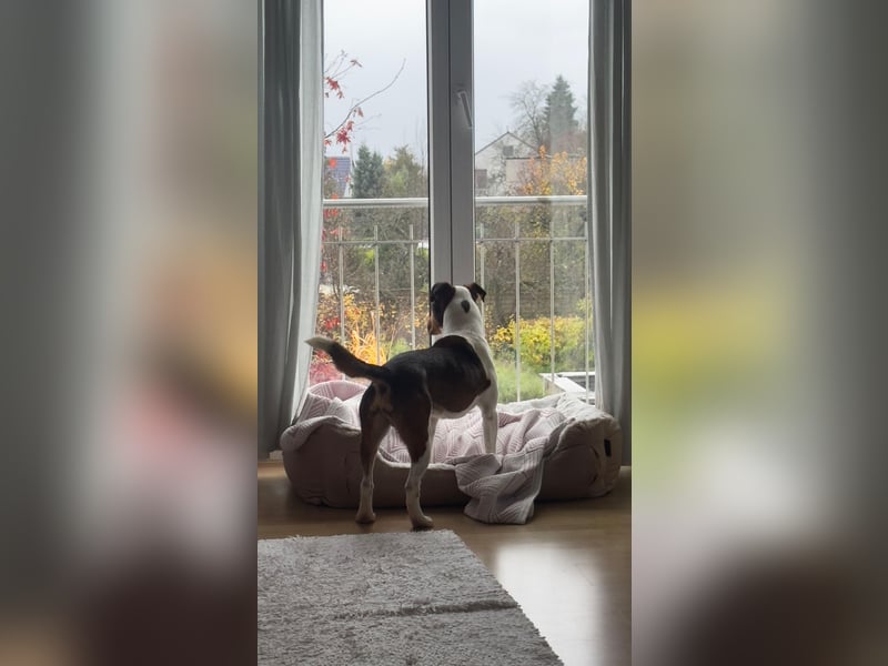 Beens- lieber kleiner Rüde sucht sein Zuhause