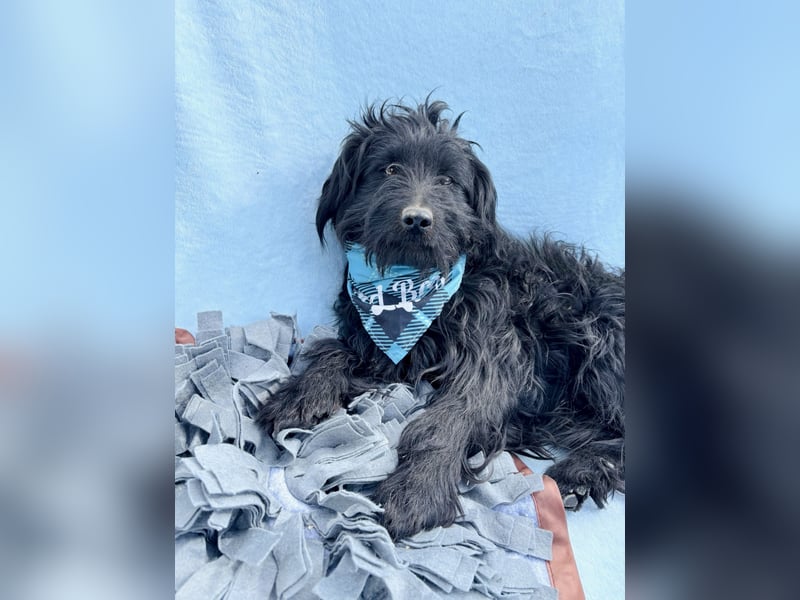 Bozont - Sanfter Schatz sucht geduldiges Zuhause *bald in 71711 Murrr*