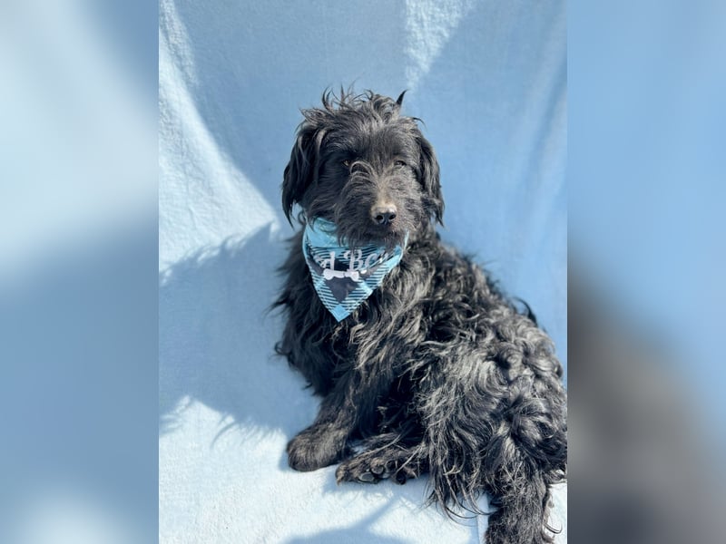 Bozont - Sanfter Schatz sucht geduldiges Zuhause *bald in 71711 Murrr*