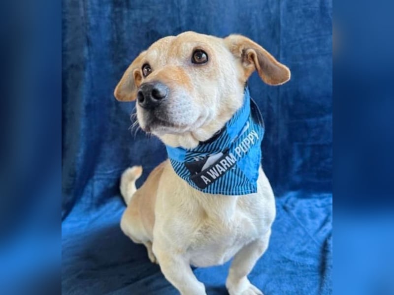 Cedric -Liebevoller Rüde möchte endlich ankommen!