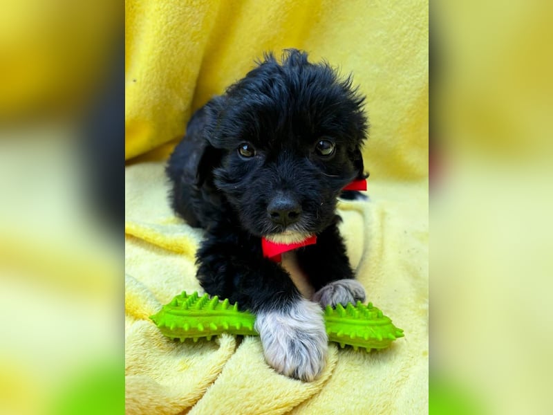Misty - Fröhliche Misty sucht aktive Menschen fürs gemeinsame Abenteuer