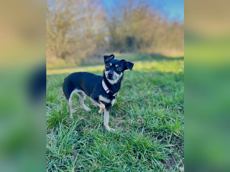 Tammy - Fröhliche kleine Hündin sucht Zuhause