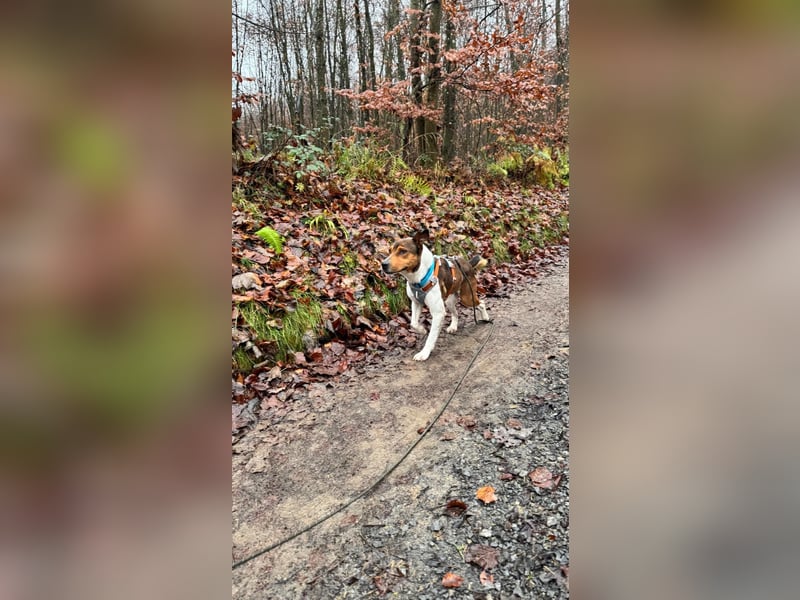 Beens- lieber kleiner Rüde sucht sein Zuhause