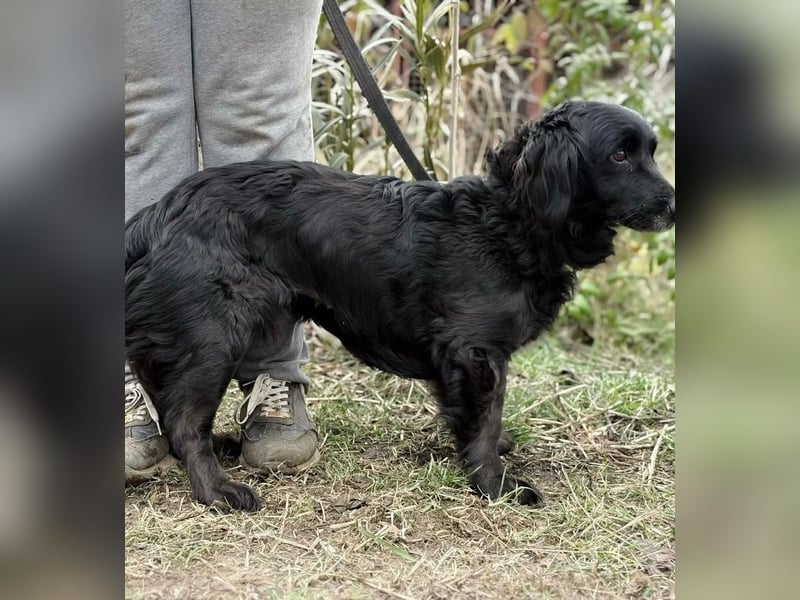 Pötyi - Liebevolle Hündin sucht behütetes Zuhause zum Ankommen und Wohlfühlen