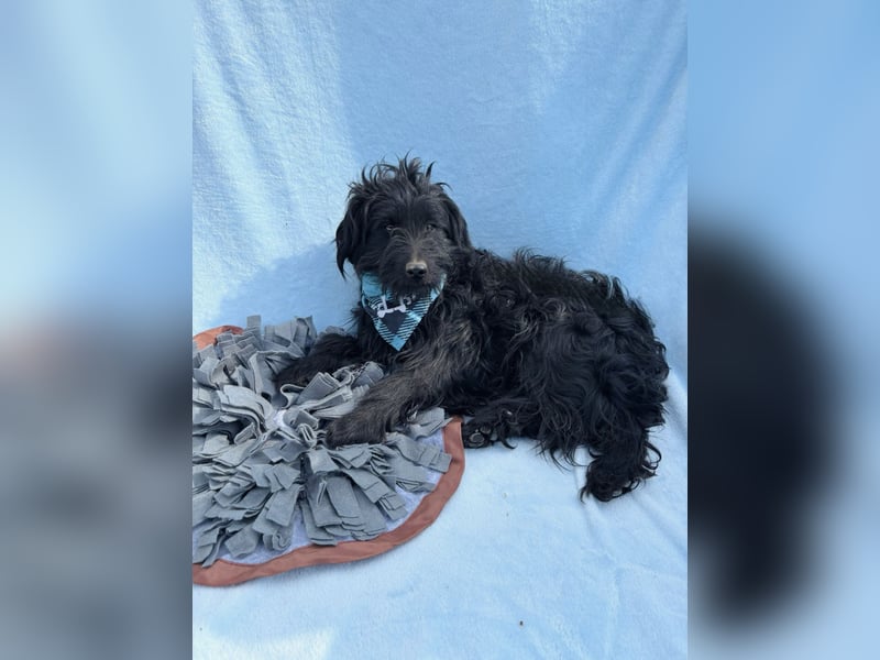 Bozont - Sanfter Schatz sucht geduldiges Zuhause *bald in 71711 Murrr*