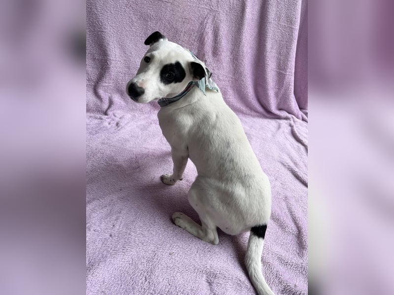 Dylen - fröhlicher kleiner Wirbelwind auf der Suche nach seinem Zuhause