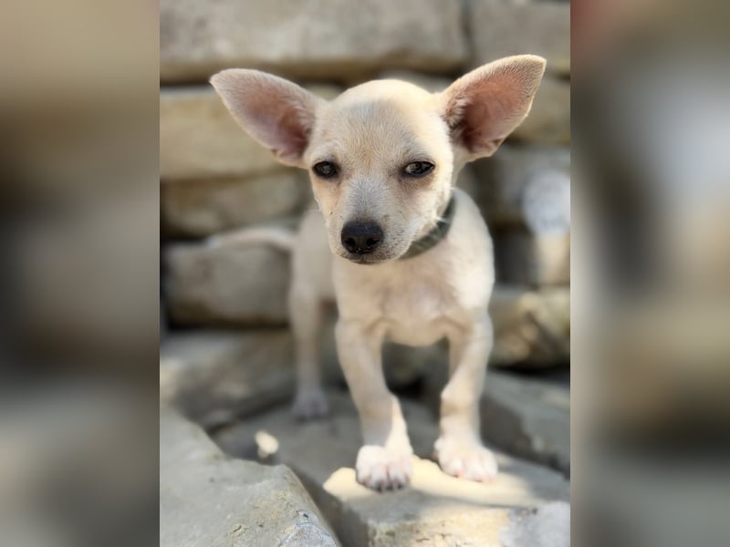 Peanut (Pepsi) Kleiner Peanut sucht großes Familienglück